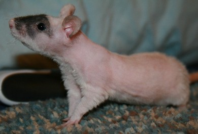 curly haired dumbo rat